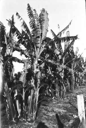 BANANA PLANTATION : BANANA TREES